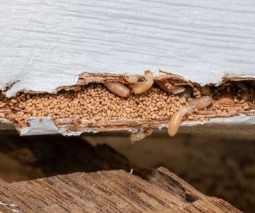 How to Detect Termites Under Slab Foundations: A Comprehensive Guide