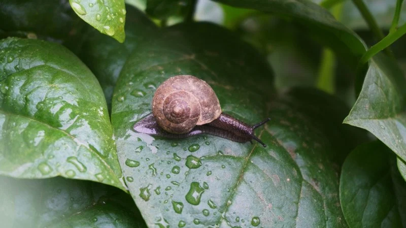 How to Inspect for Pests After Heavy Rain