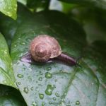 How to Inspect for Pests After Heavy Rain
