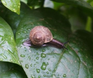 How to Inspect for Pests After Heavy Rain