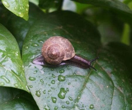 How to Inspect for Pests After Heavy Rain
