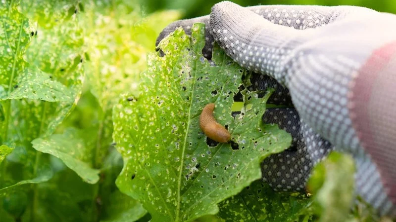 Why Pests Are More Active After Rain: Understanding the Link Between Weather and Pest Behavior