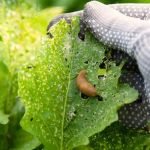 Why Pests Are More Active After Rain: Understanding the Link Between Weather and Pest Behavior