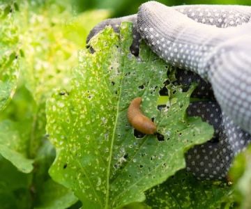 Why Pests Are More Active After Rain: Understanding the Link Between Weather and Pest Behavior