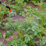 How to Address Pest Issues in Spring Planting for Healthy Gardens
