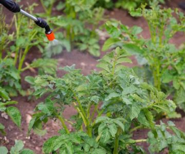 How to Address Pest Issues in Spring Planting for Healthy Gardens