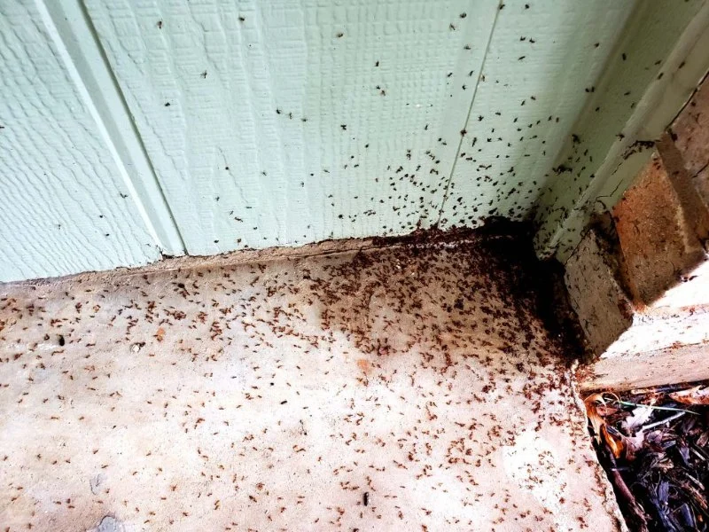 How to Deal With Pest Infestations in Basements