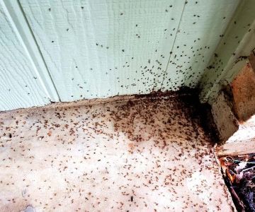 How to Deal With Pest Infestations in Basements