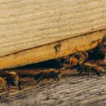 Why Some Pests Return After Treatment—and What to Do | PestControlHub