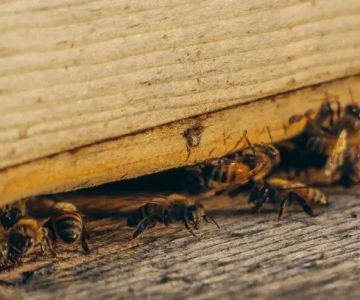 Why Some Pests Return After Treatment—and What to Do | PestControlHub