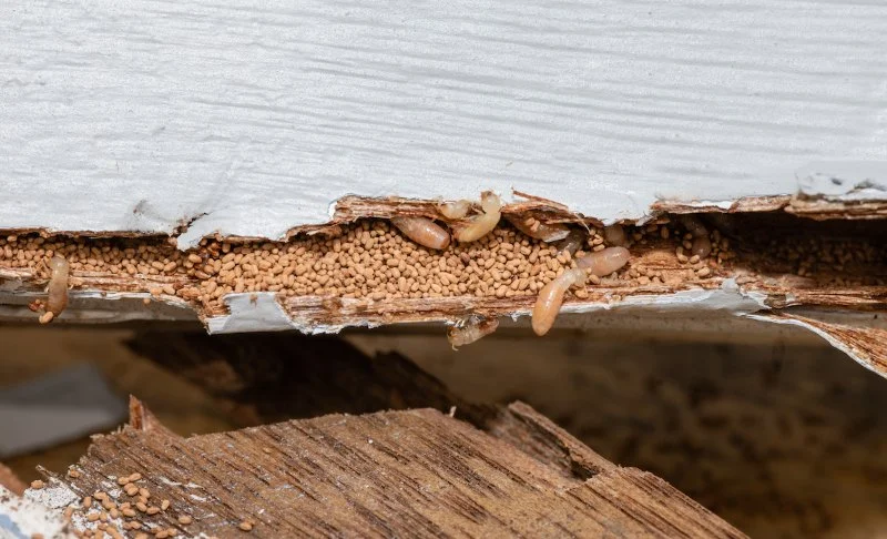 How to Address Pest Infestation in Attic Spaces: A Complete Guide