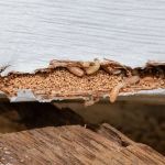 How to Address Pest Infestation in Attic Spaces: A Complete Guide