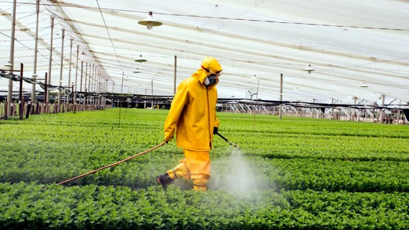 How to Control Pest Populations After a Natural Disaster: Effective Strategies