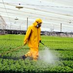 How to Control Pest Populations After a Natural Disaster: Effective Strategies