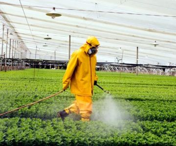 How to Control Pest Populations After a Natural Disaster: Effective Strategies