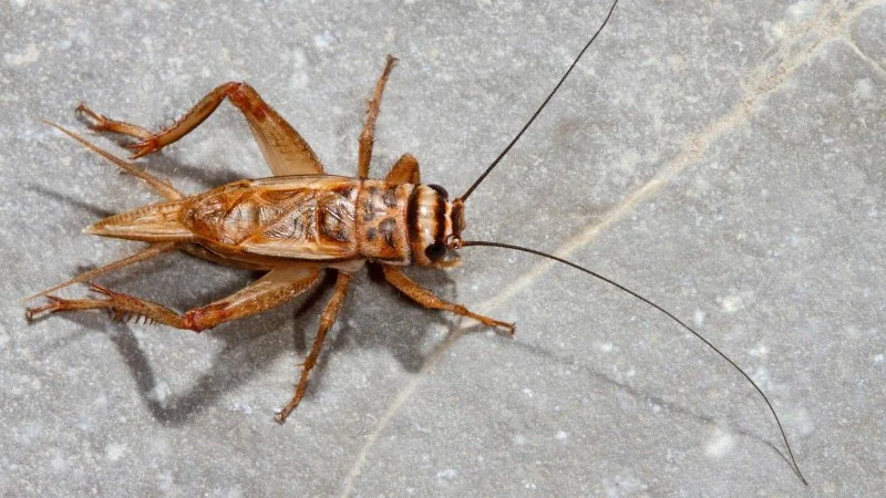 How to Keep Crickets Out of Your Home