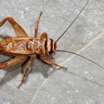 How to Keep Crickets Out of Your Home
