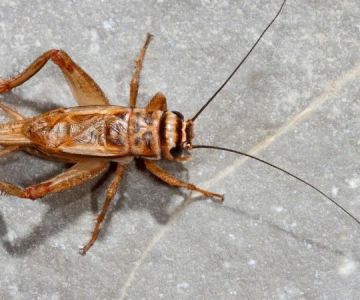 How to Keep Crickets Out of Your Home