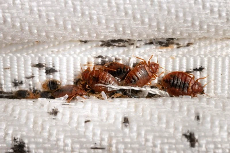 How to Get Rid of Bed Bugs Without Poisoning Your Home