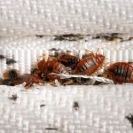 How to Get Rid of Bed Bugs Without Poisoning Your Home