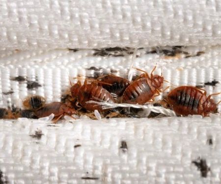 How to Get Rid of Bed Bugs Without Poisoning Your Home