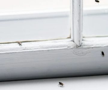 How to Keep Insects Out While Letting in Fresh Air