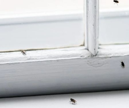How to Keep Insects Out While Letting in Fresh Air