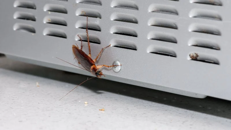 How to Protect Your Home from Cockroaches in Hot Weather