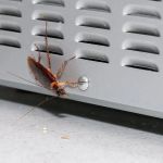 How to Protect Your Home from Cockroaches in Hot Weather