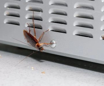 How to Protect Your Home from Cockroaches in Hot Weather