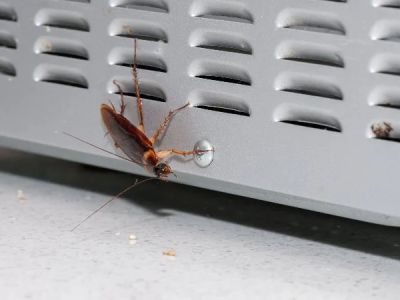 How to Protect Your Home from Cockroaches in Hot Weather