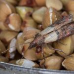How to Prevent Pantry Insects (Weevils, Moths, Beetles)