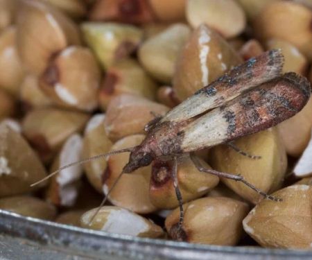 How to Prevent Pantry Insects (Weevils, Moths, Beetles)