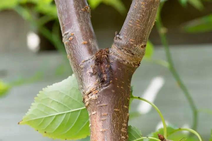 How Tree Limbs and Shrubs Can Invite Pests