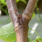 How Tree Limbs and Shrubs Can Invite Pests