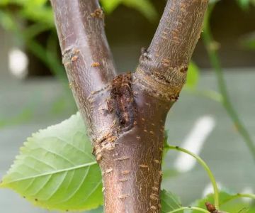How Tree Limbs and Shrubs Can Invite Pests