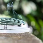 How to Stop Mosquitoes Before They Breed in Your Yard