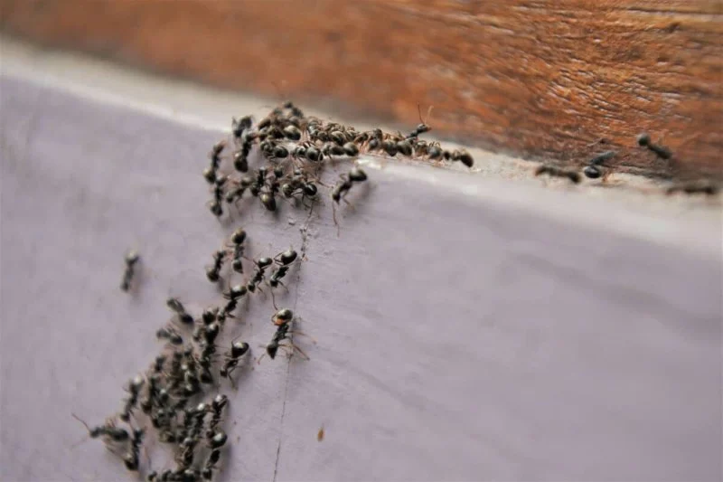How to Manage Ant Trails Around Foundations: Effective Solutions for Your Home