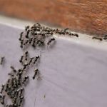 How to Manage Ant Trails Around Foundations: Effective Solutions for Your Home