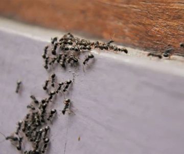 How to Manage Ant Trails Around Foundations: Effective Solutions for Your Home