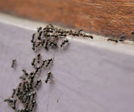 How to Manage Ant Trails Around Foundations: Effective Solutions for Your Home