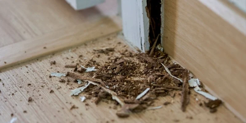 How to Prevent Termite Damage Before It’s Too Late: Expert Tips for Homeowners