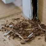 How to Prevent Termite Damage Before It’s Too Late: Expert Tips for Homeowners