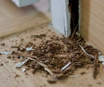 How to Prevent Termite Damage Before It’s Too Late: Expert Tips for Homeowners