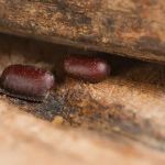 How to Recognize Pest Eggs and Larvae Before It’s Too Late