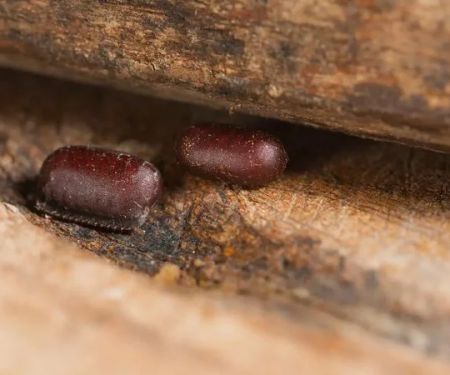 How to Recognize Pest Eggs and Larvae Before It’s Too Late