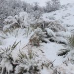 How Pest Control Differs in Cold Regions: Strategies and Considerations