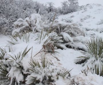 How Pest Control Differs in Cold Regions: Strategies and Considerations