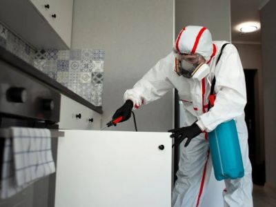 How to Clean After Pest Infestations to Prevent Return