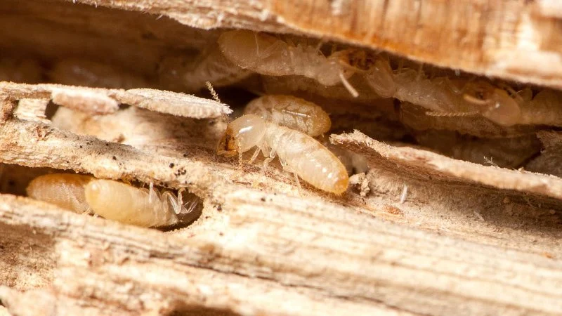 How to Protect Your Home from Termites During Drought